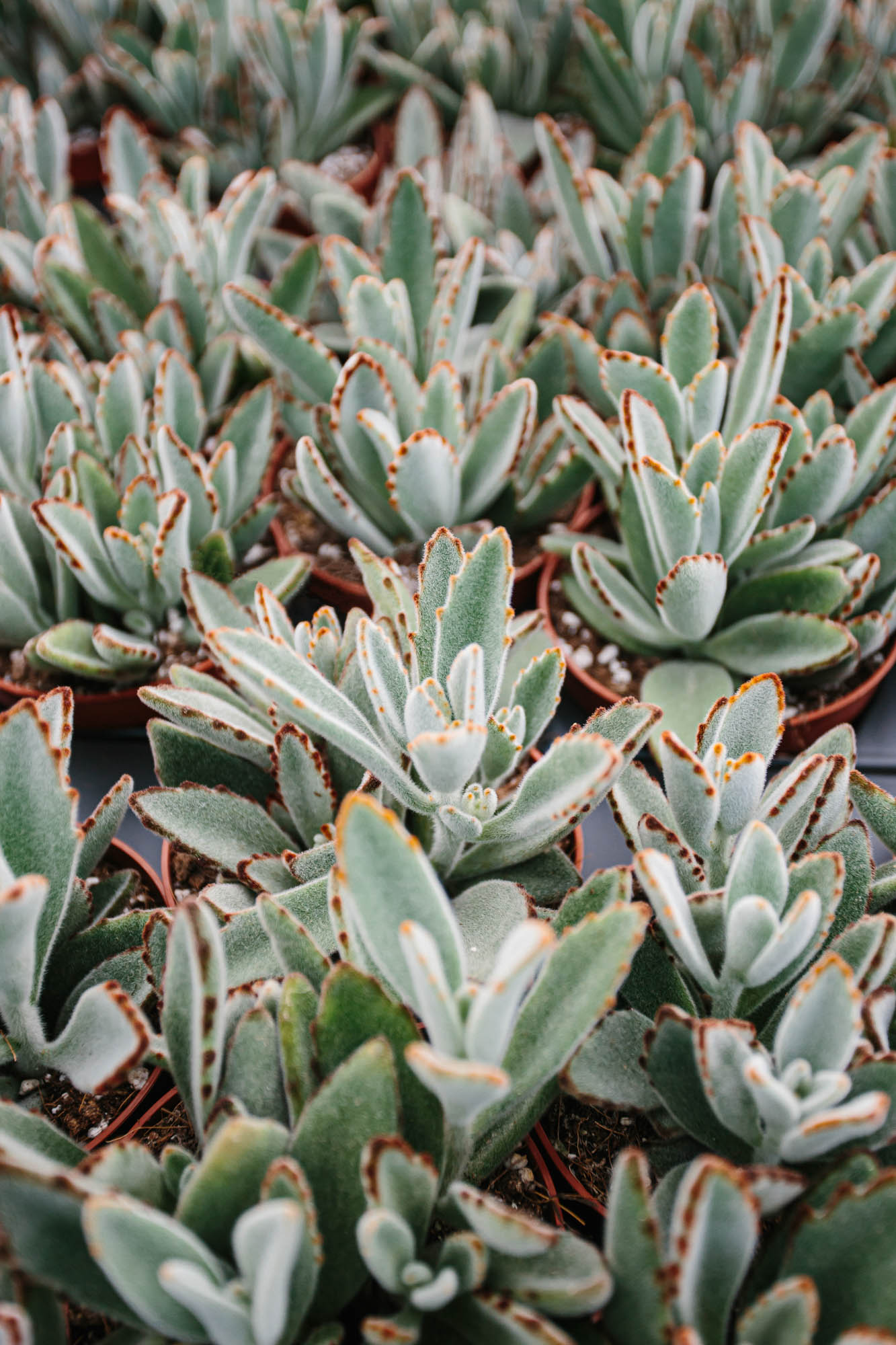close up of plants