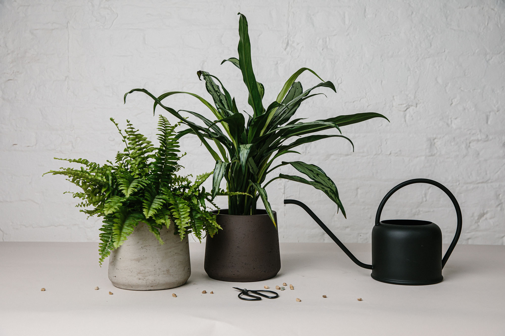 plants, watering can and scissors on table