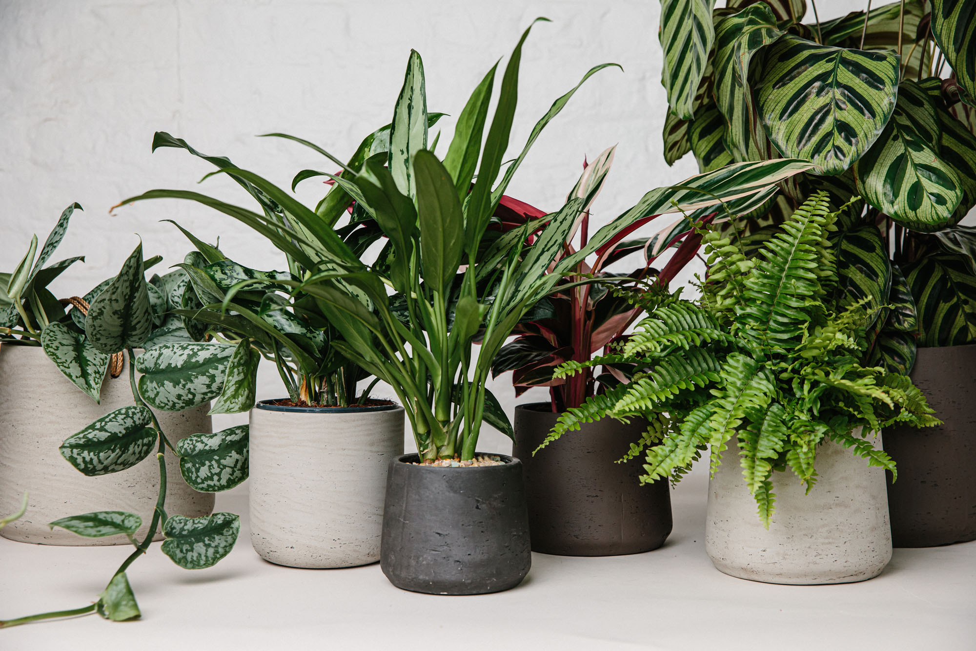 plants in pots on floor