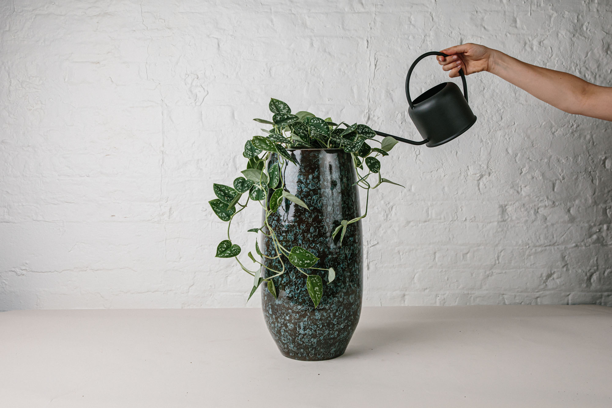 hand watering plant in pot with watering can