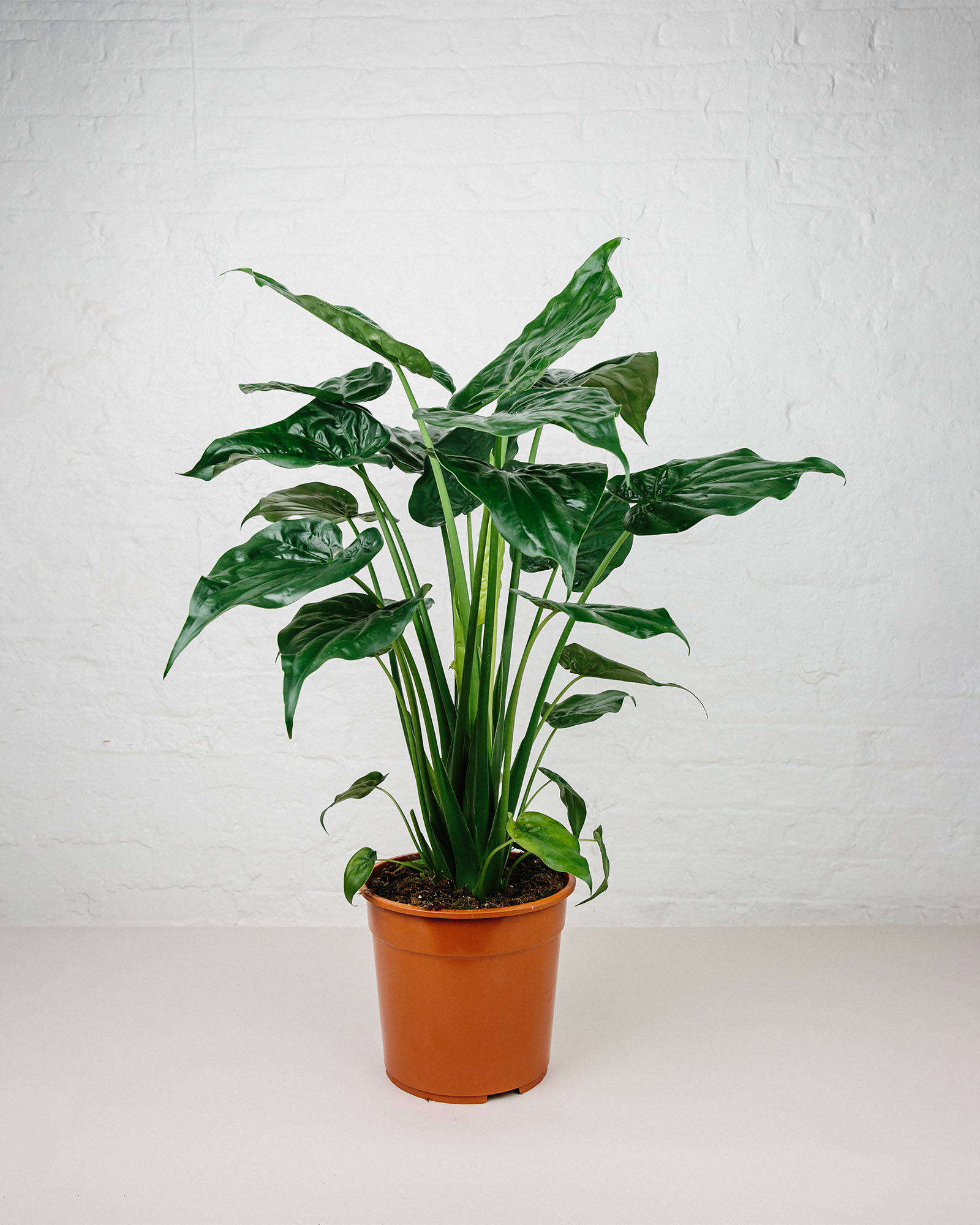 alocasia cucullata plant in pot