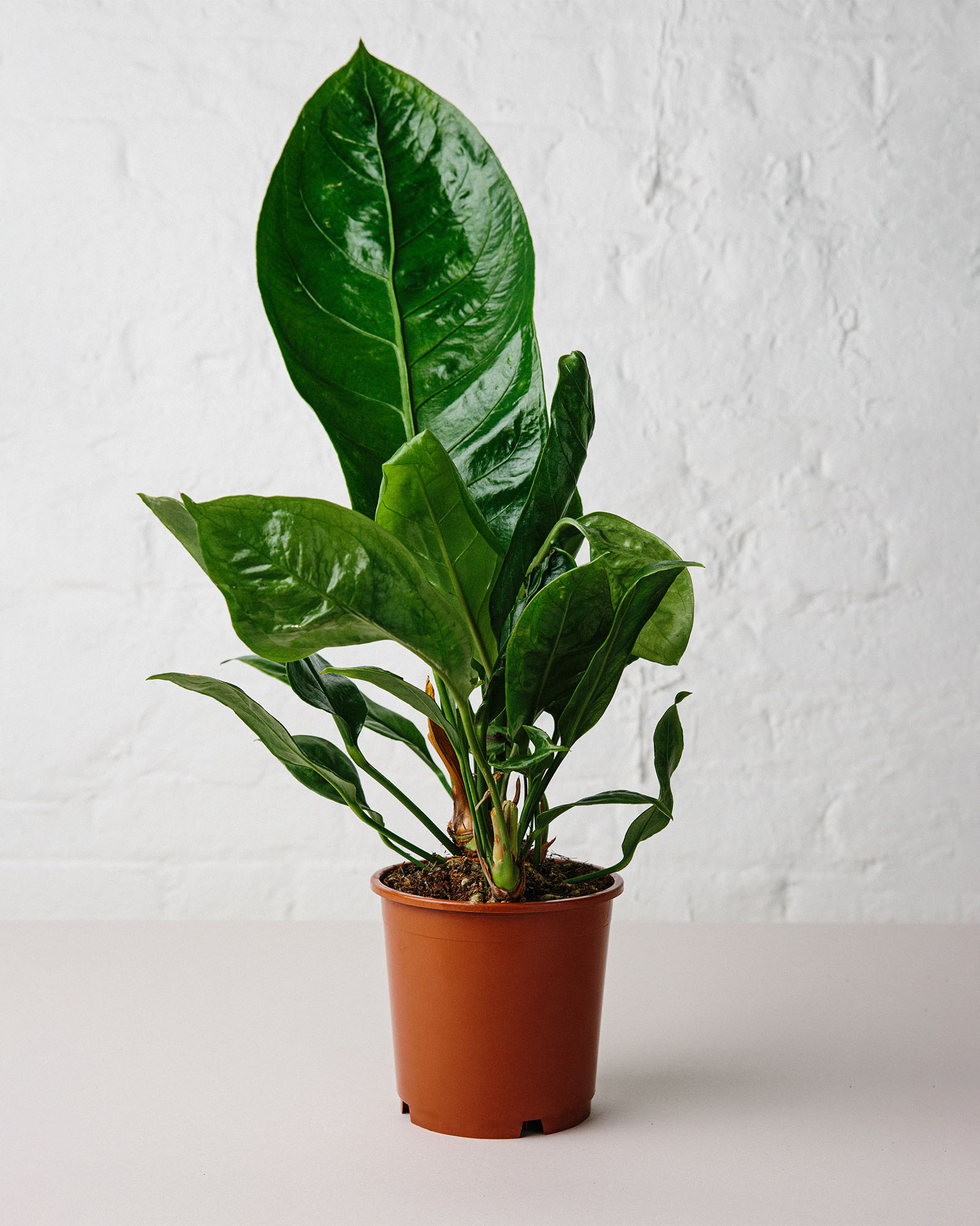 anthurium jungle king plant in pot