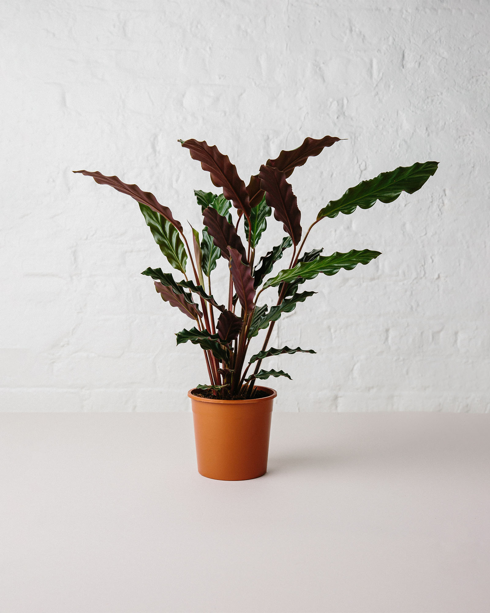calathea rufibarba plant in pot
