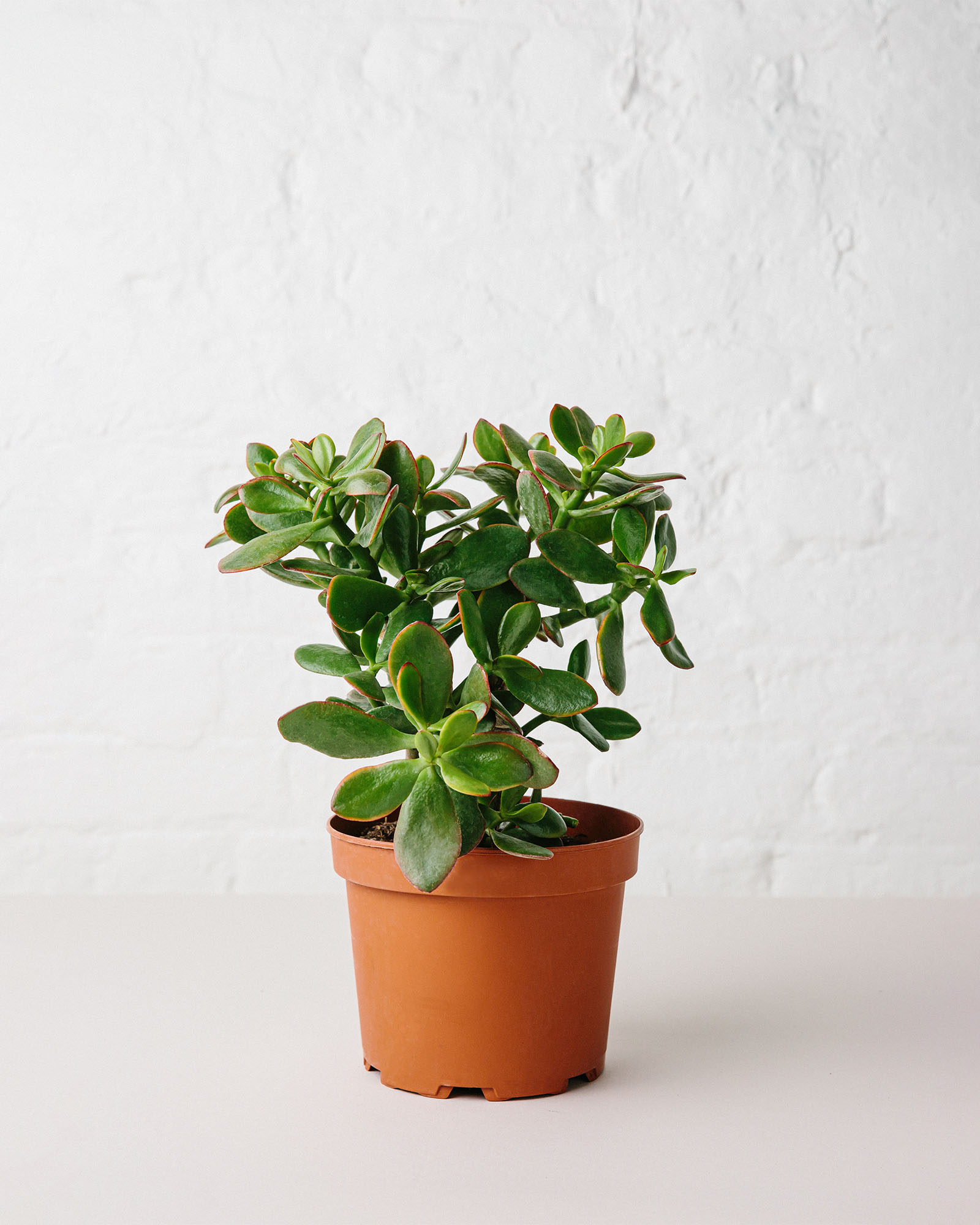 crassula ovata plant in pot