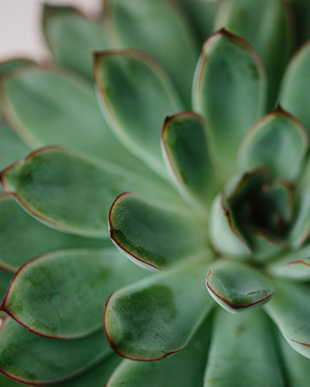 Pulido's Echeveria Propagation