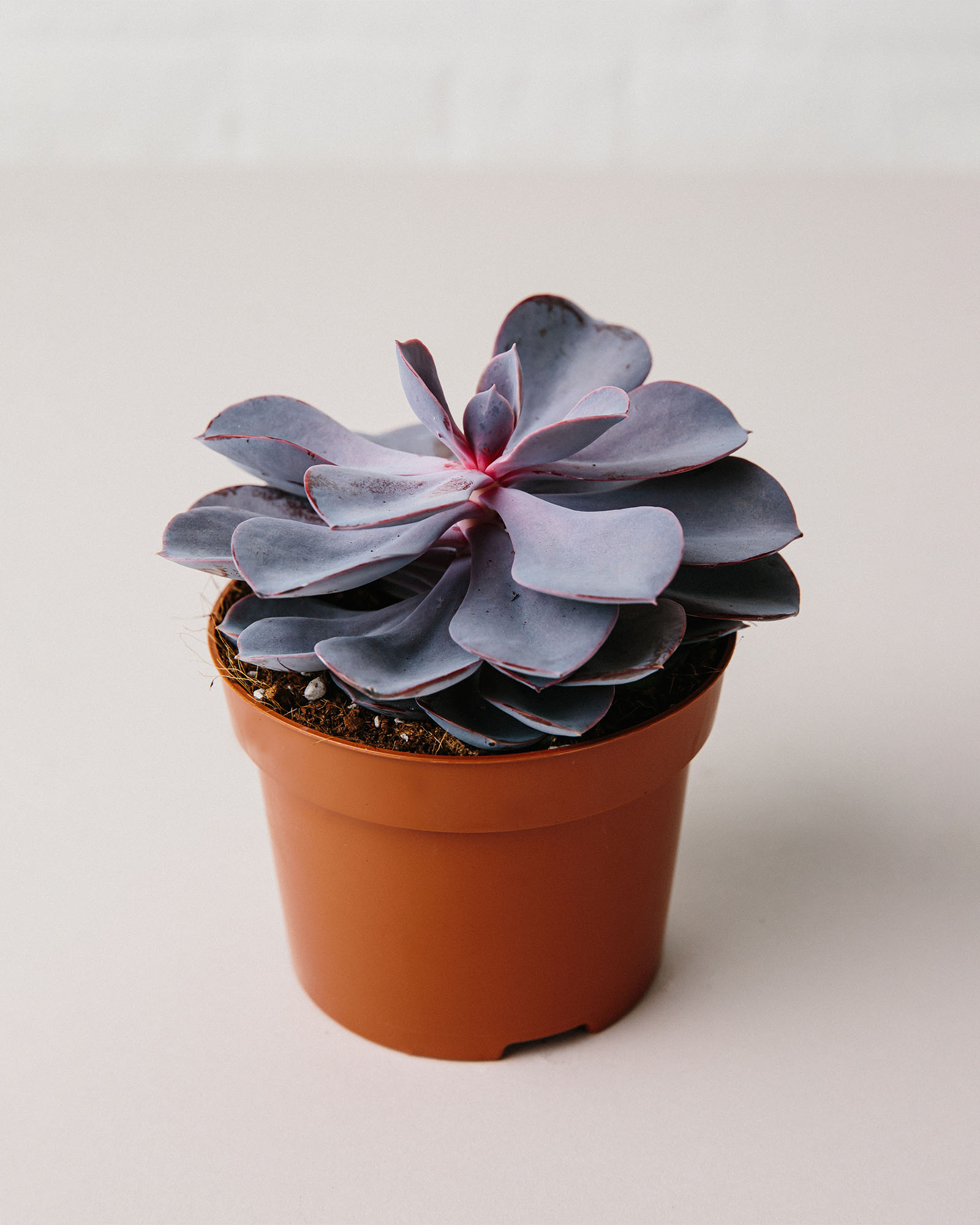 echeveria purple pearl plant in pot