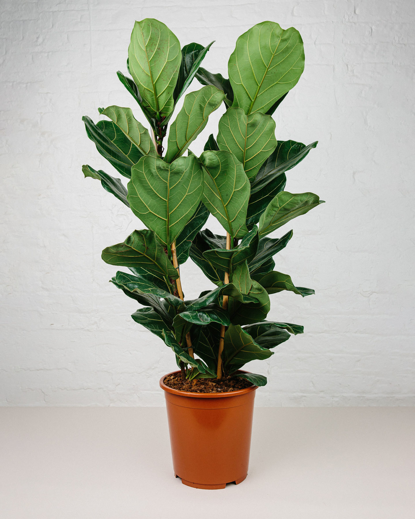 ficus lyrata plant in pot
