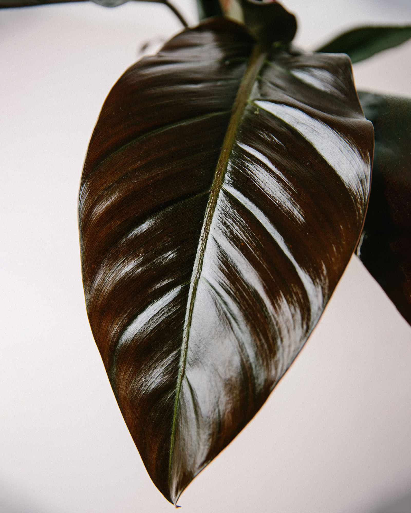 philodendron imperial red close up