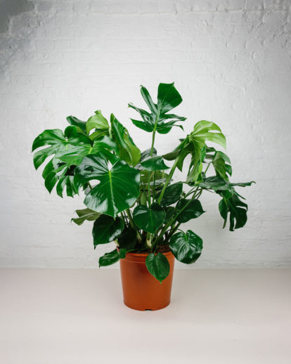 philodendron pertusem plant in pot