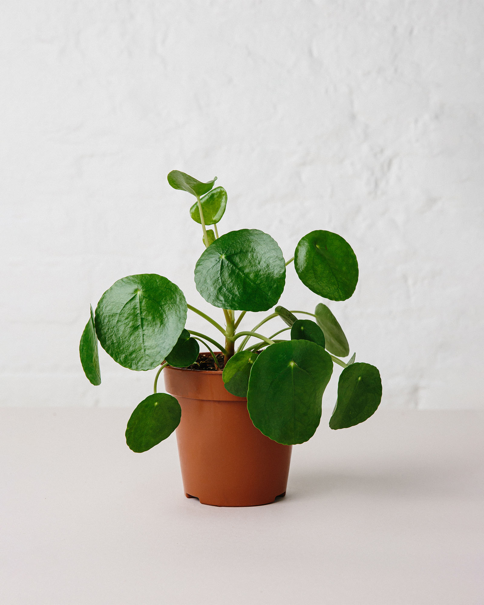 pilea peperomioides plant in pot
