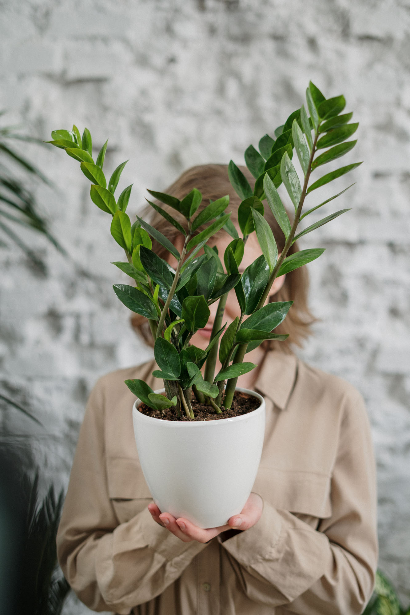 person holding plant in pot