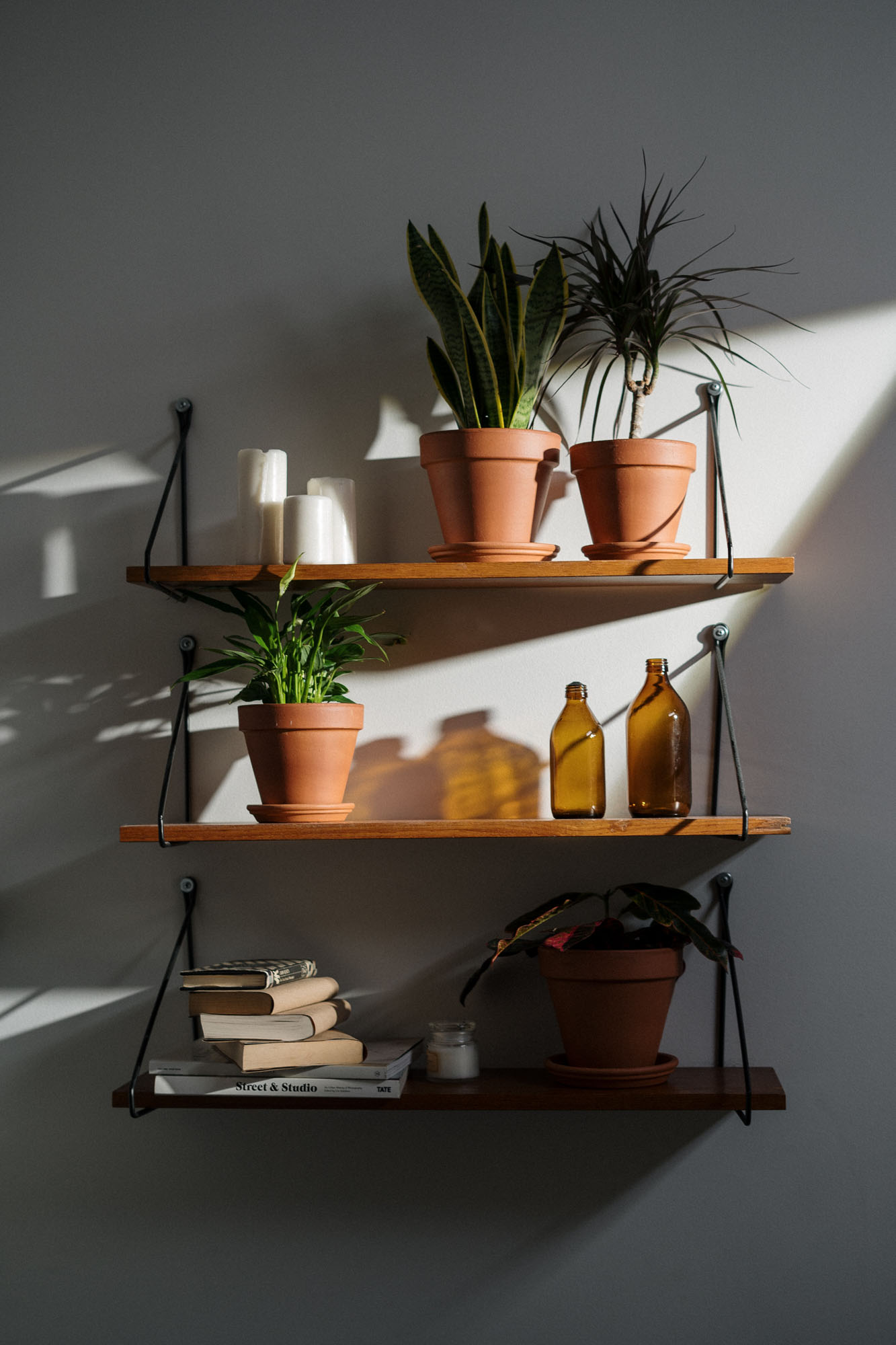 plants on shelf