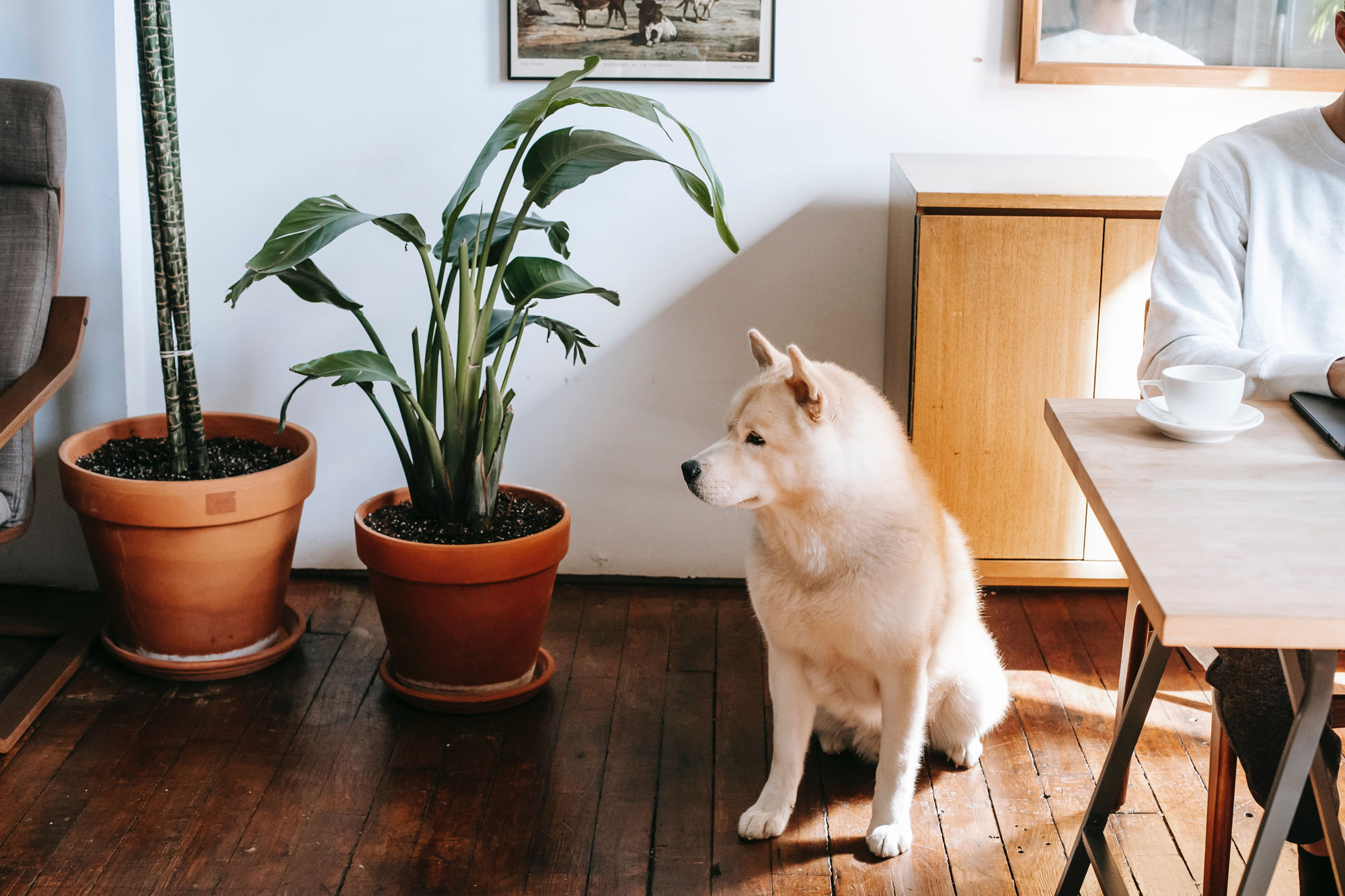 plant in pot next to dog