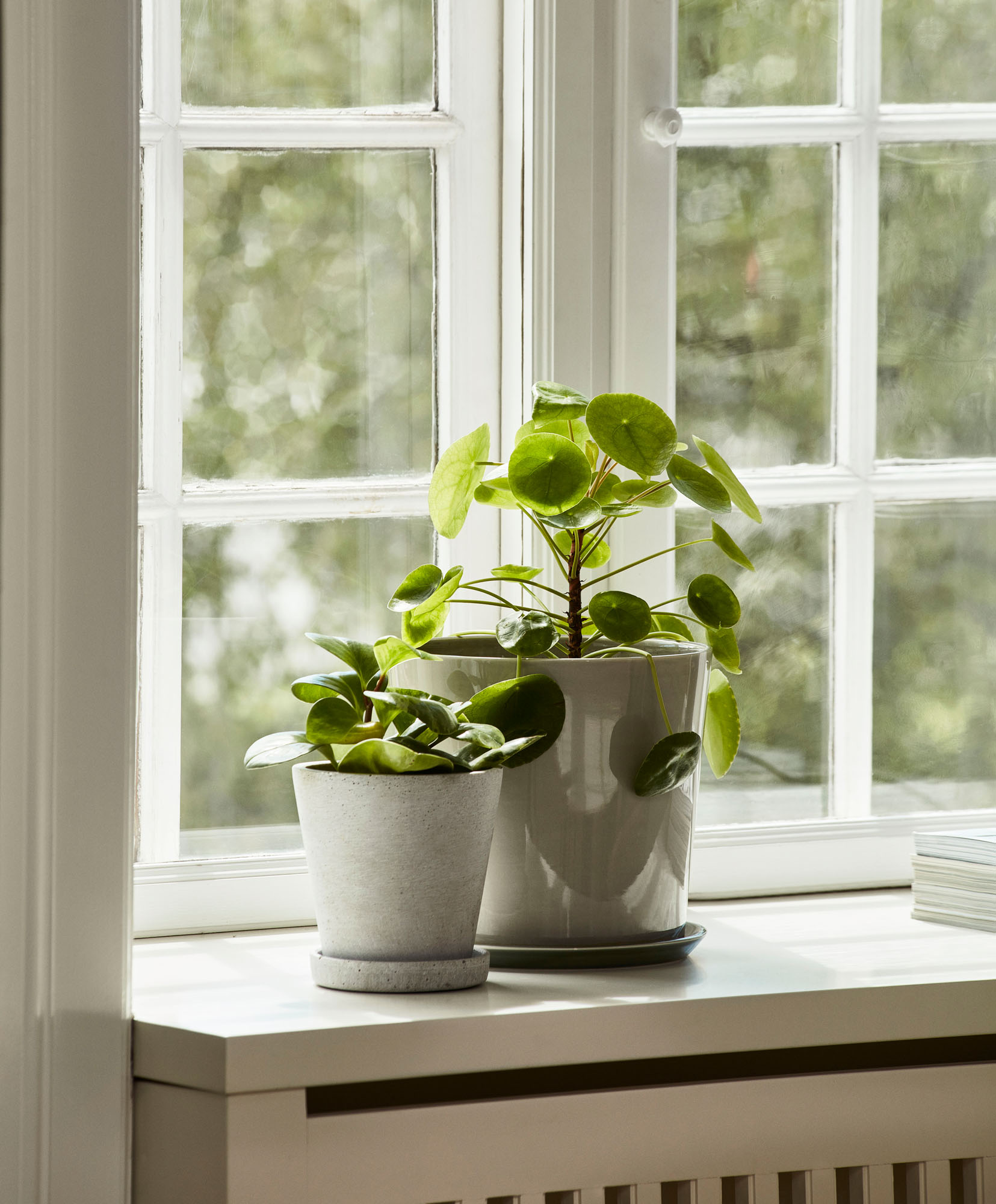 plants in pots on window sill