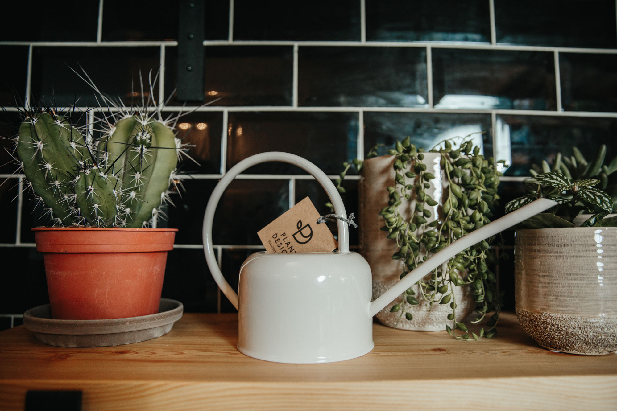 watering can and plants on shelf