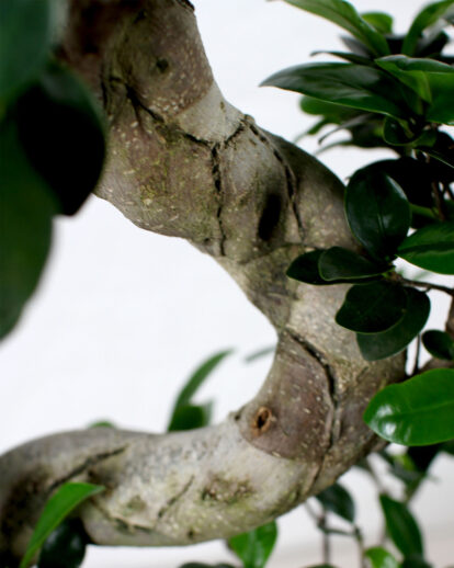 ficus bonsai plant close up