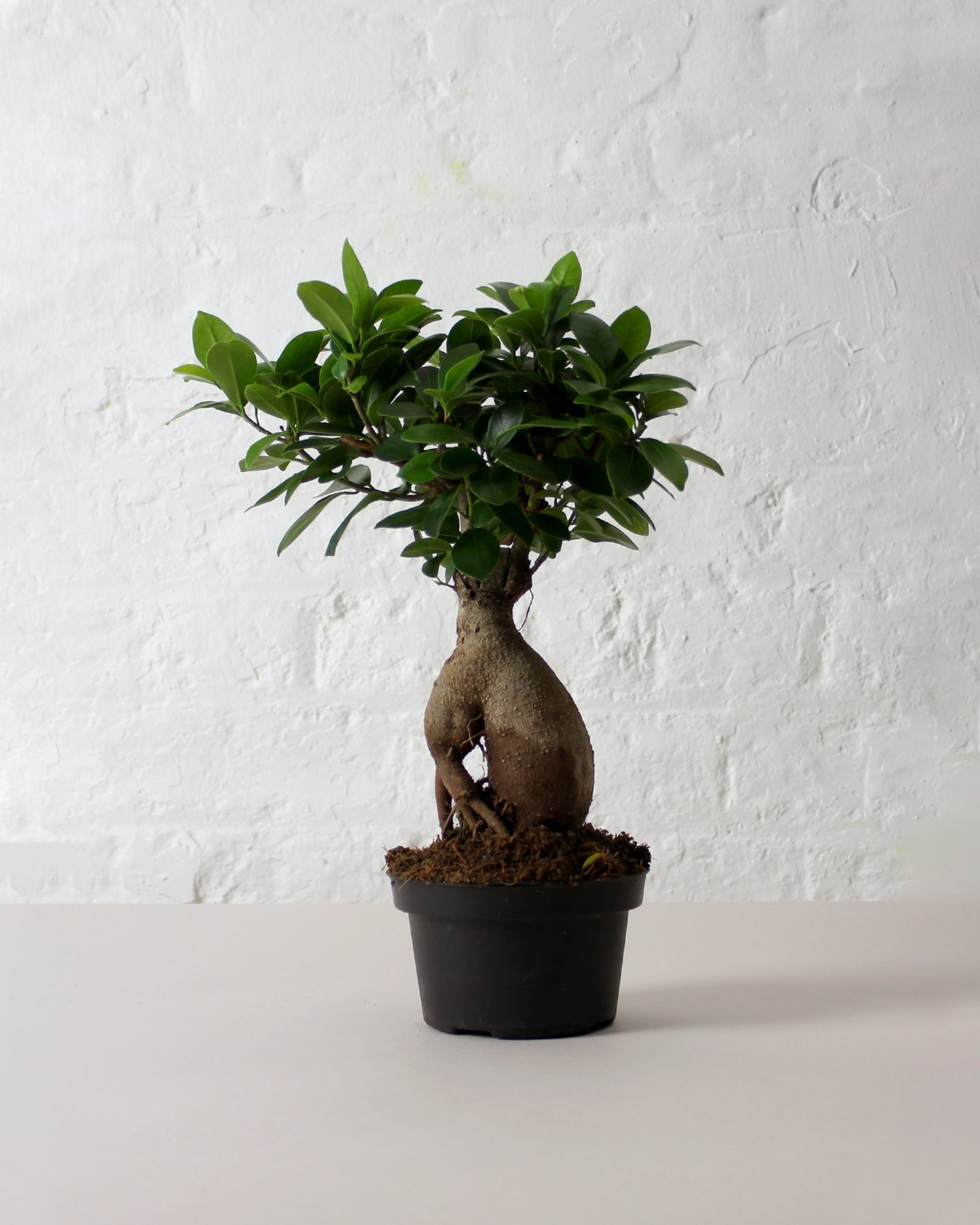 ficus bonsai plant in pot