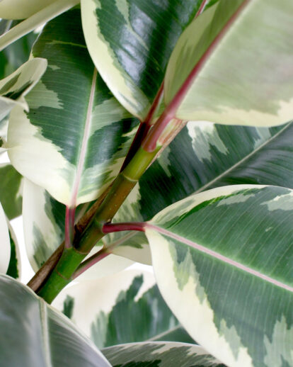 ficus elastica verigata plant close up