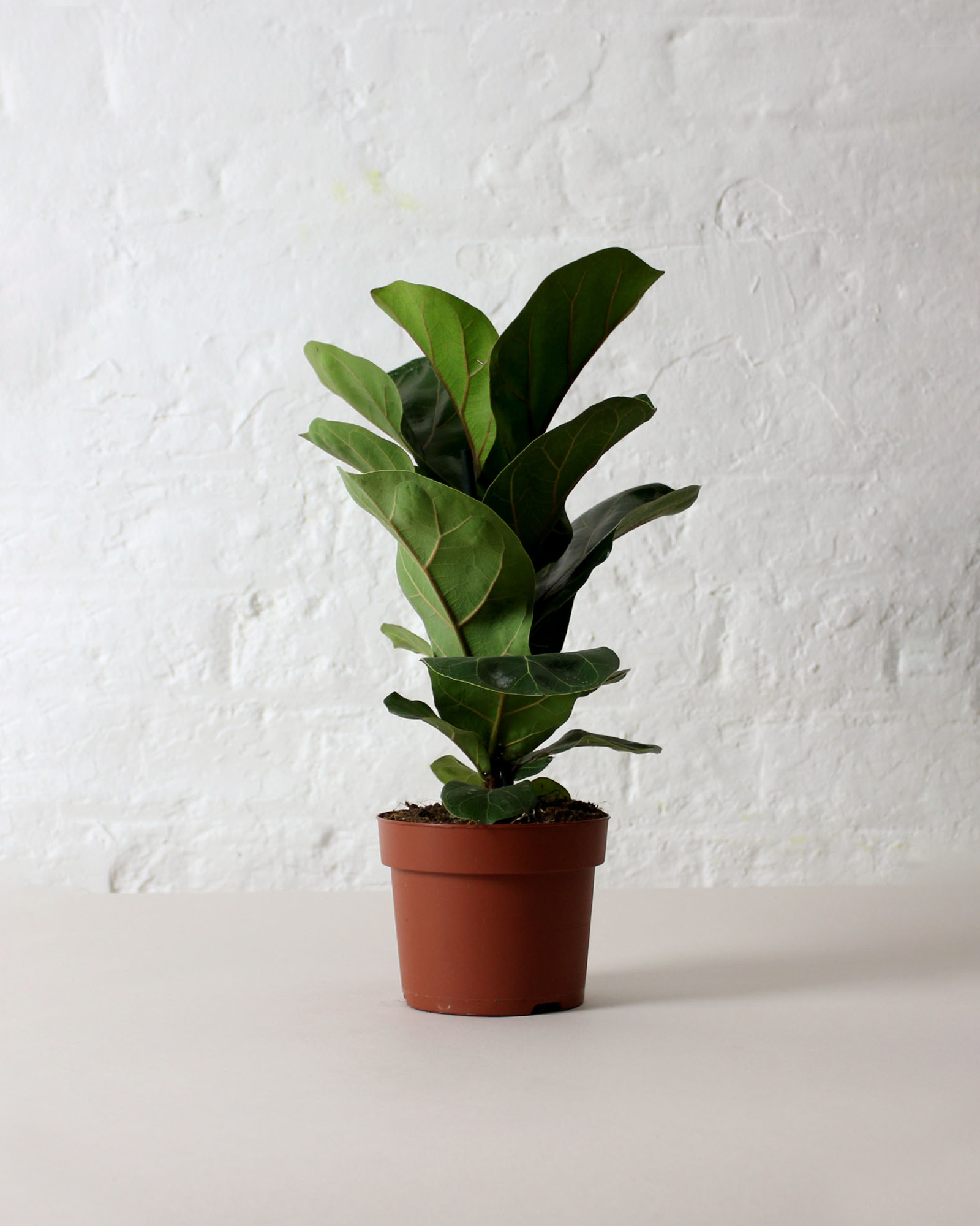 ficus lyrata plant in pot