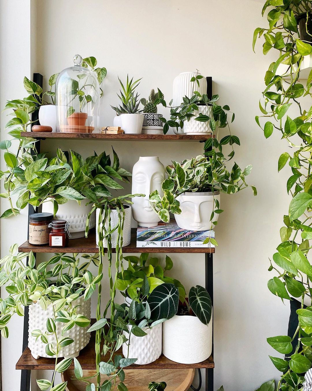 plants in pots on bookshelf