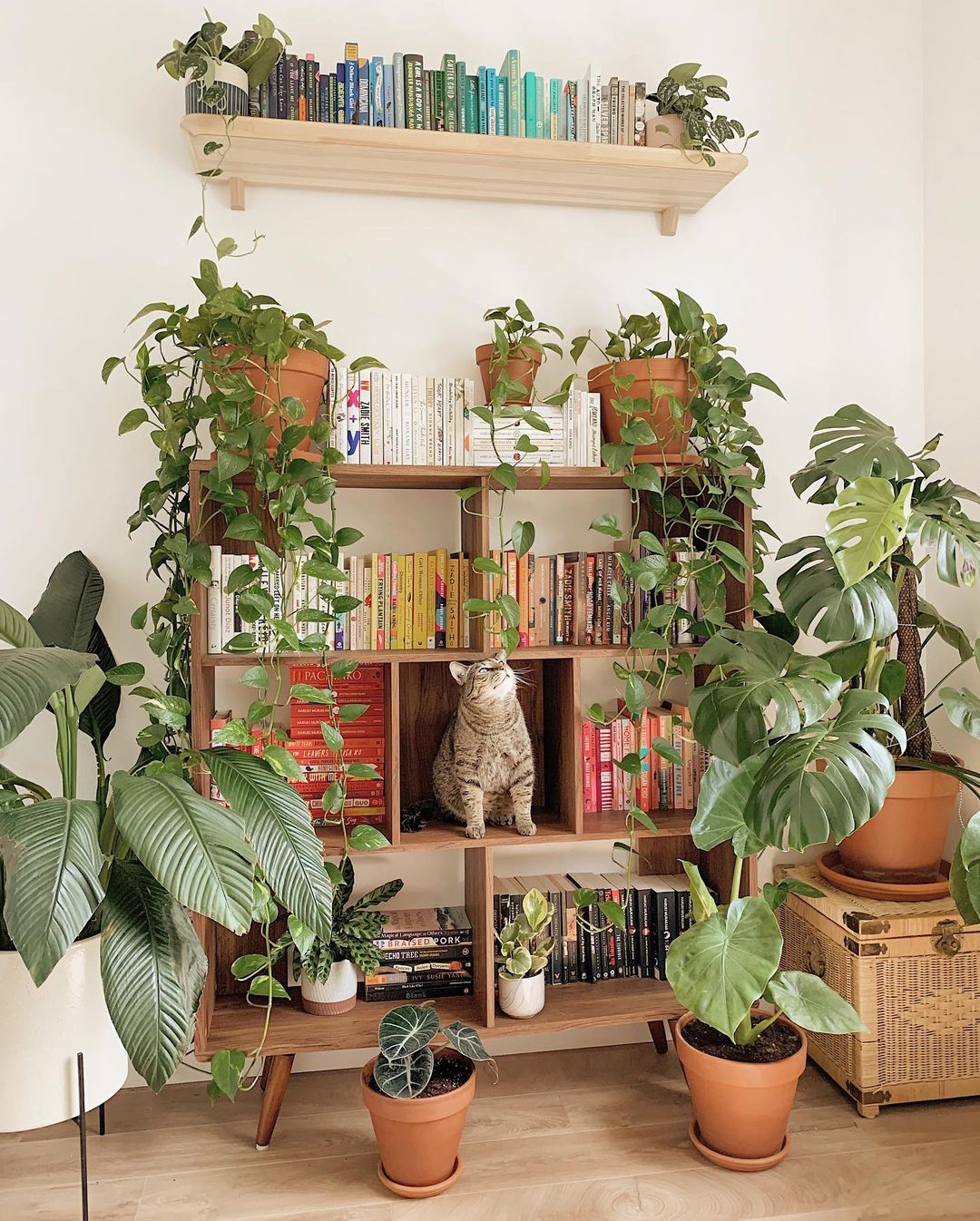 plants in pots and cat on bookshelf