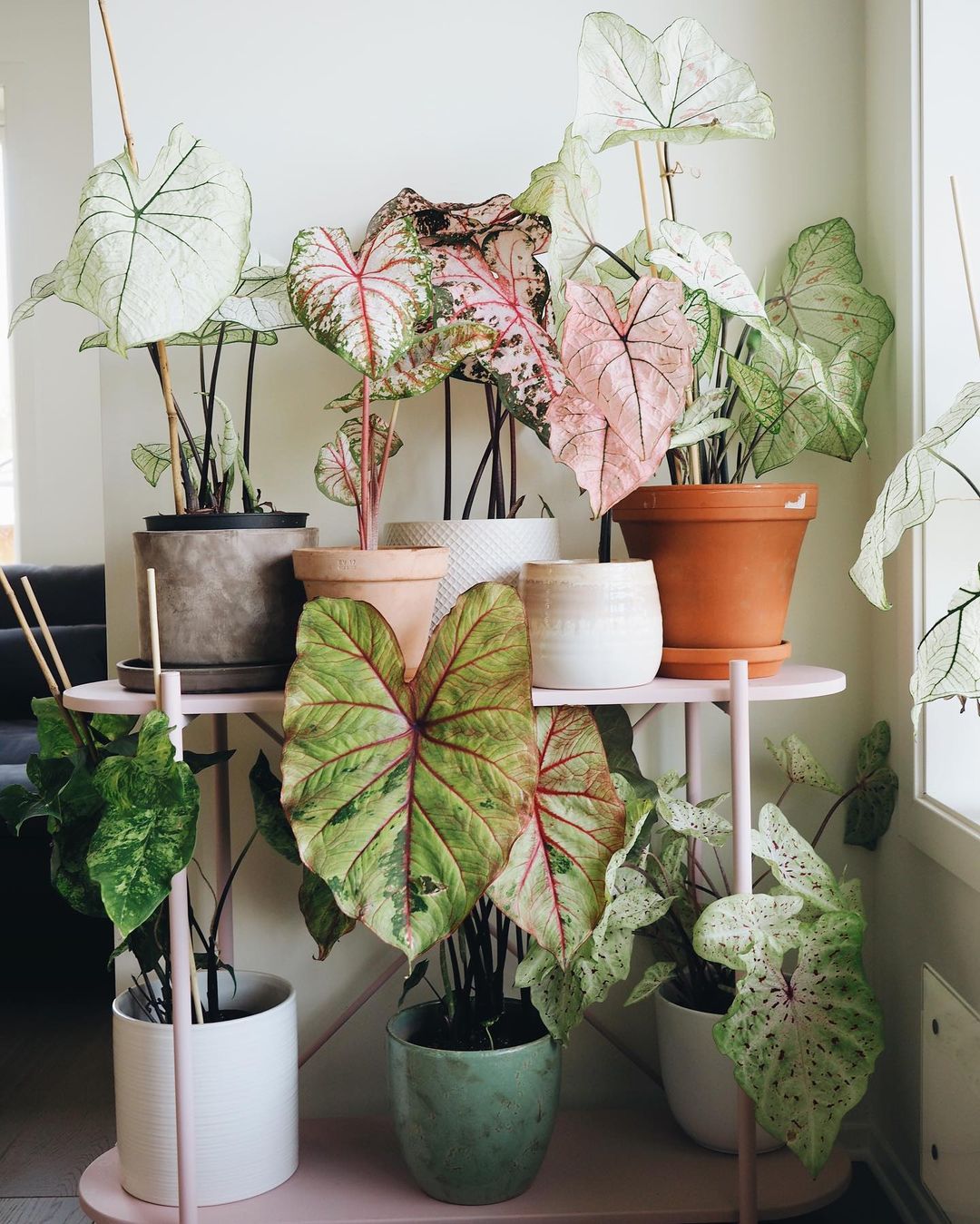 plants in pots on shelf