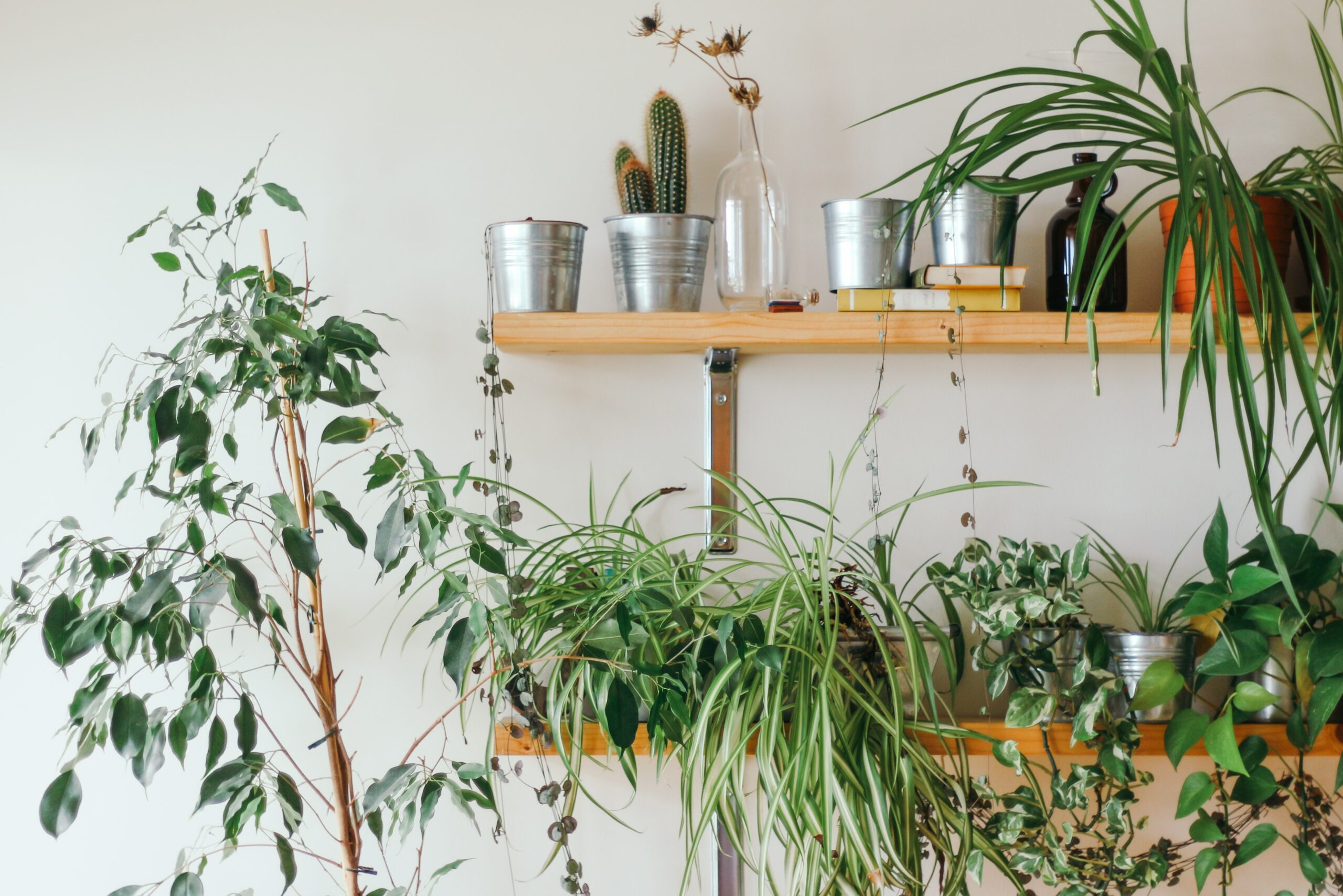 plants in pots on wall shelf