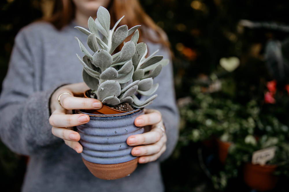 Hands holding a succulent plant in a blue pot