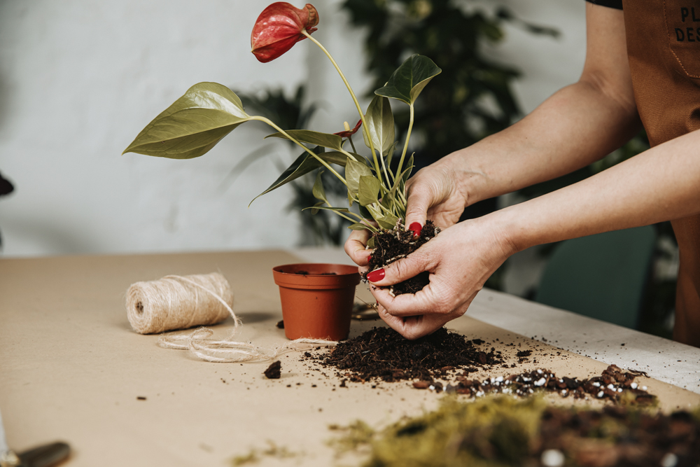 Hands holding a plant with soil on table